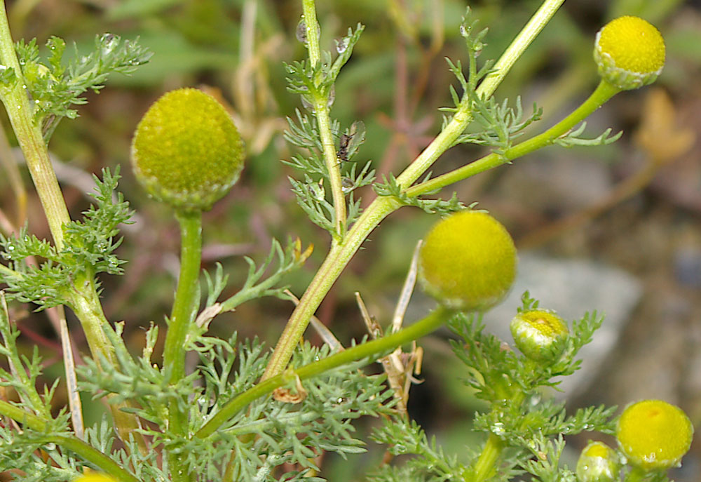 Matricaria discoidea / Falsa camomilla